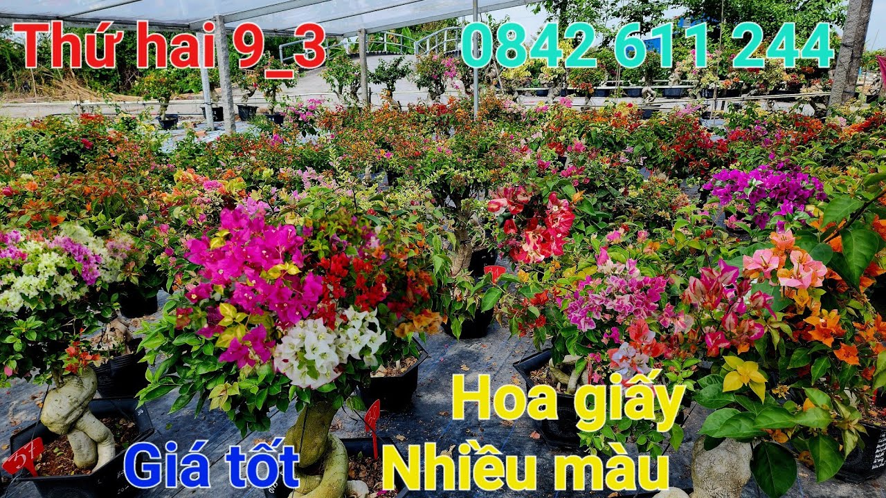 Ngày 9_3_2026 hoa giấy nhiều màu giá tốt ☎️0842 611 244. CTMT 