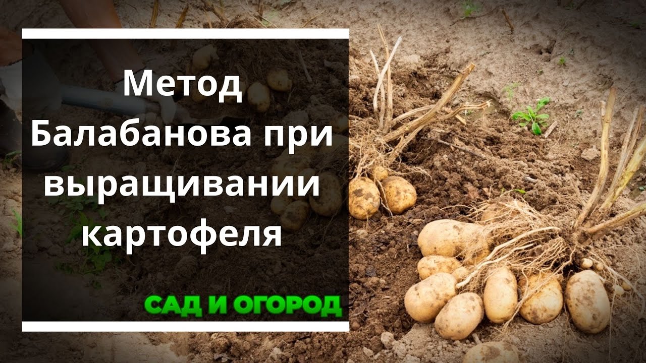 Метод Балабанова при выращивании картофеля — всегда отменный урожай