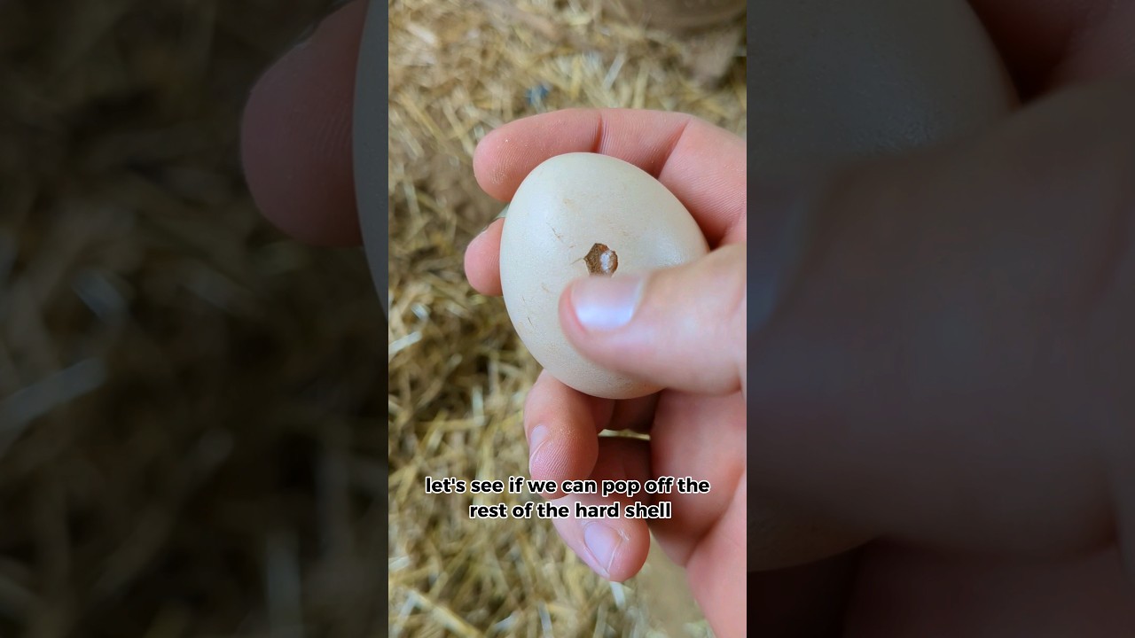 Why Was This Chicken Egg Like This? #chickenegg