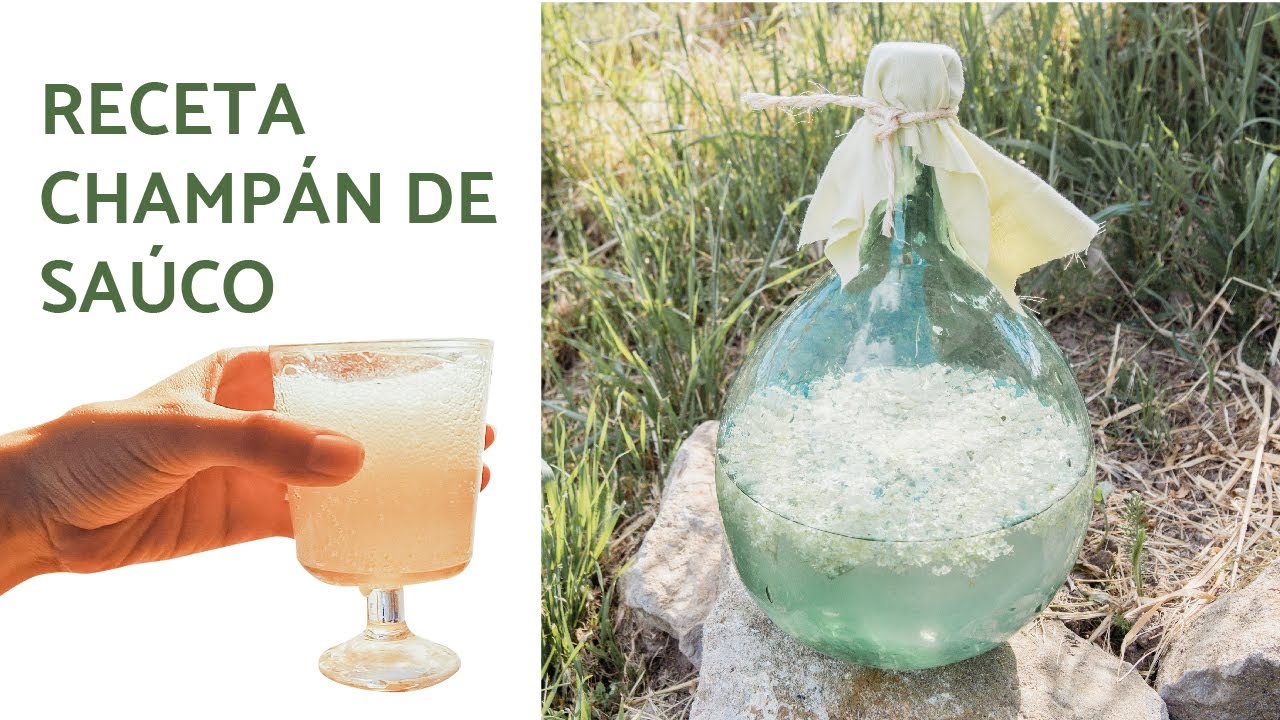 Champán de Flor Sauco | Receta Completa y TODO el Proceso