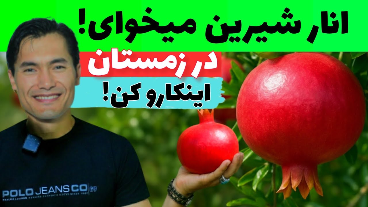 💥انار شیرین و بزرگ دانه میخوای؟ در زمستان این چند کار ساده را انجام بدی