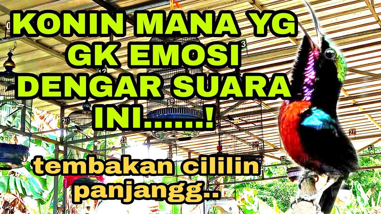 SIMULASI LOMBA KONIN | suara tembakan jelas | di jamin konin langsung gacor