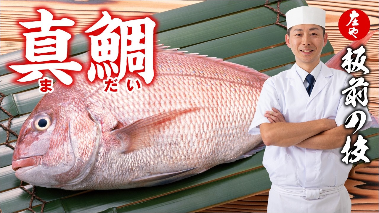 【春の風物詩 真鯛 】白身の王道を味わう