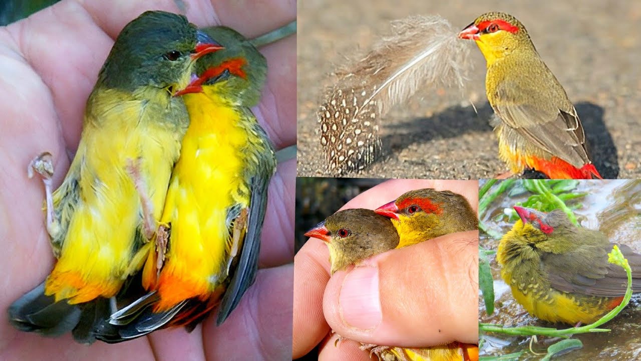 Orange-breasted Waxbill (Amandava subflava) is a small, colorful finch native to parts of Africa