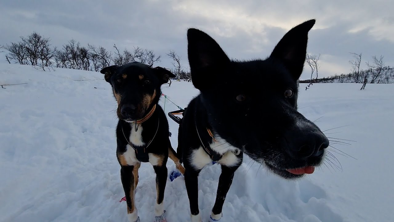 Overnattingstur med hundespann TANA VGS