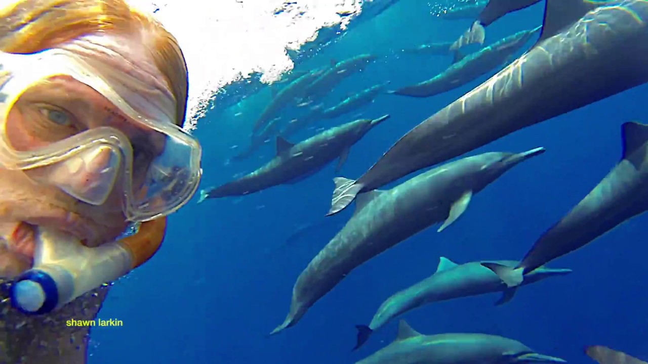 Rolling with Dolphins Costa Cetacea Media Shawn Larkin