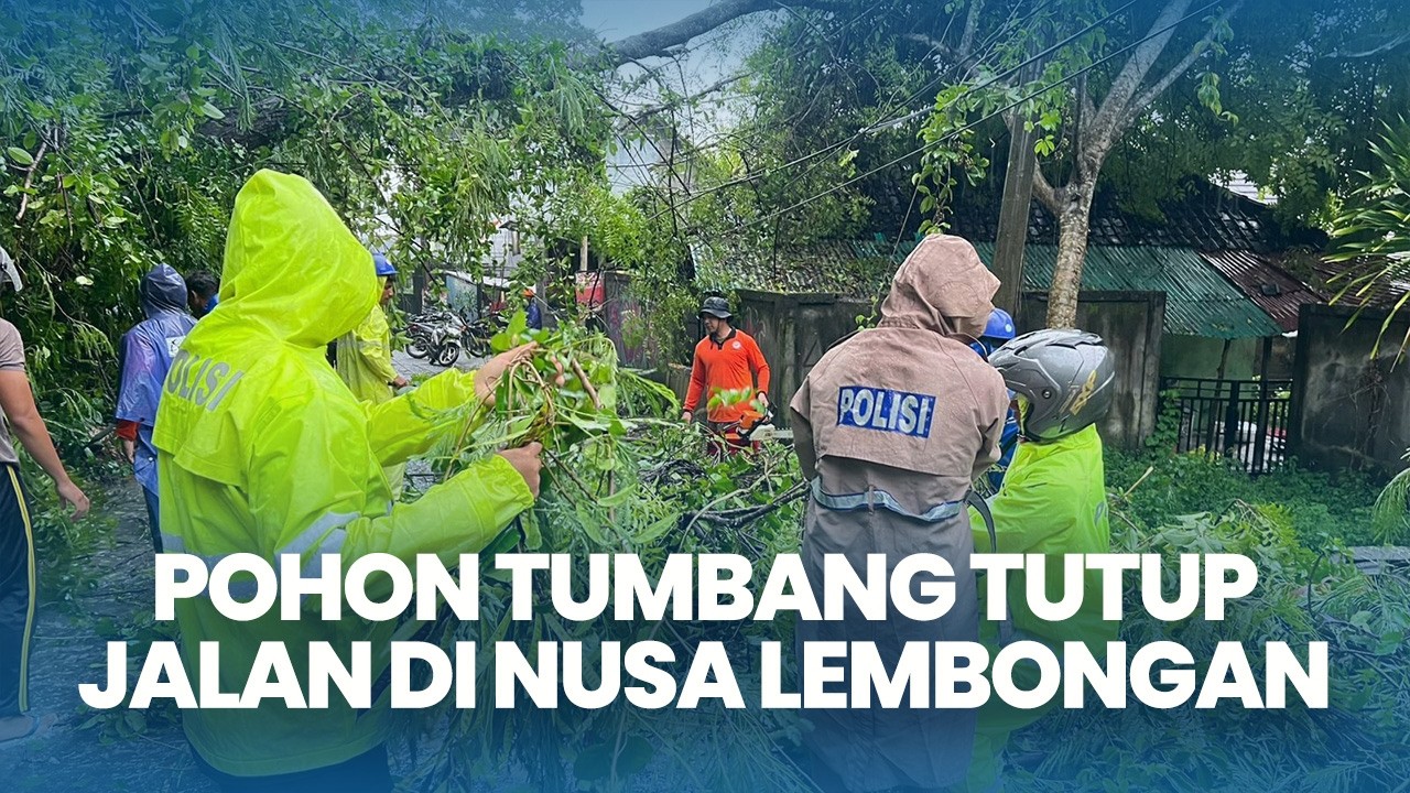 Angin Kencang Hingga Hujan Deras Guyur Nusa Lembongan Bali, Pohon Besar Tumbang Tutup Jalan
