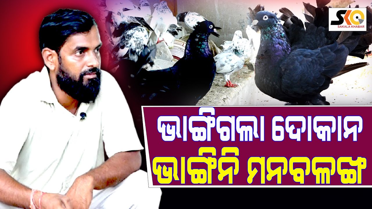 ଭାଙ୍ଗିଗଲା ଦୋକାନ ଭାଙ୍ଗିନି ମନବଳ || Odisha Latest News || Sakala Khabar || Ramji pigeon shop ||