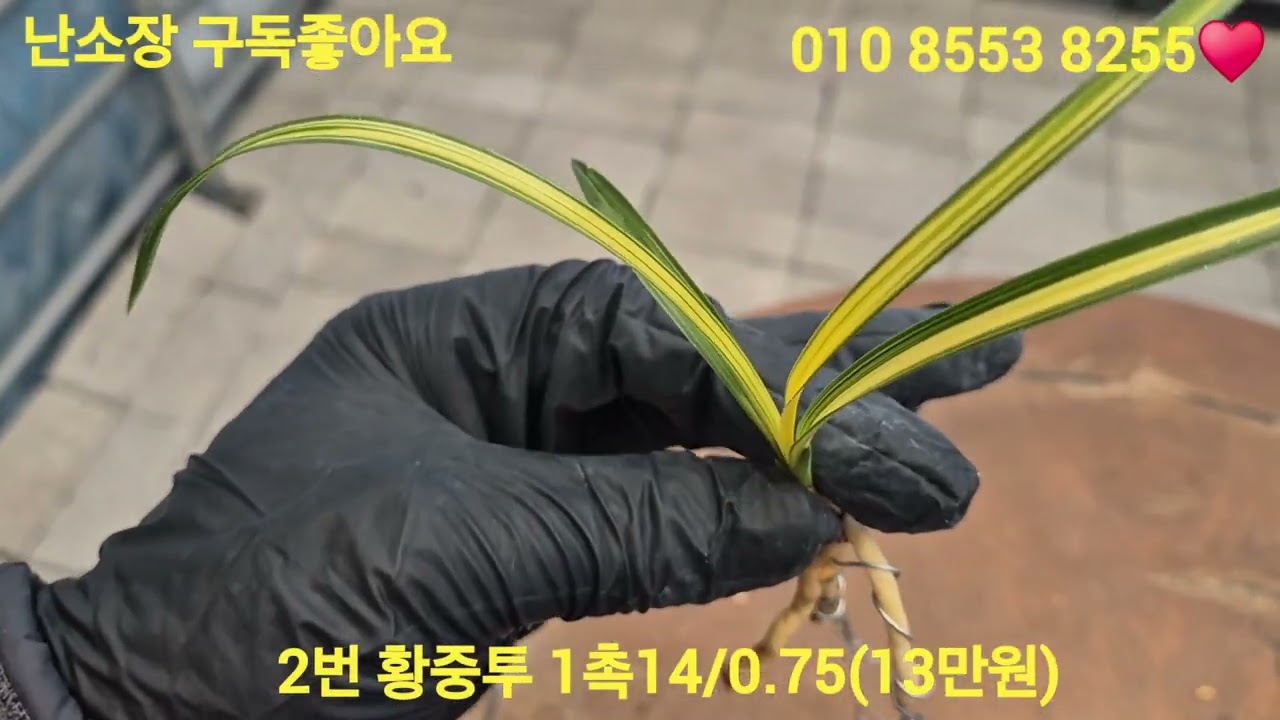 2026년 3월 1일1번두화2번황중투3번입변중투4번송정