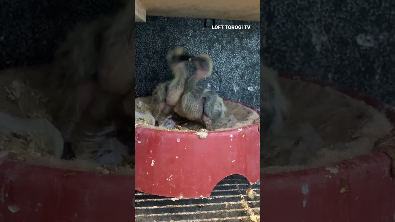 HUNGRY BABY PIGEON #squeaker #pigeon  #hobbies #breedingpigeons #breeding  #indiashorts #shorts