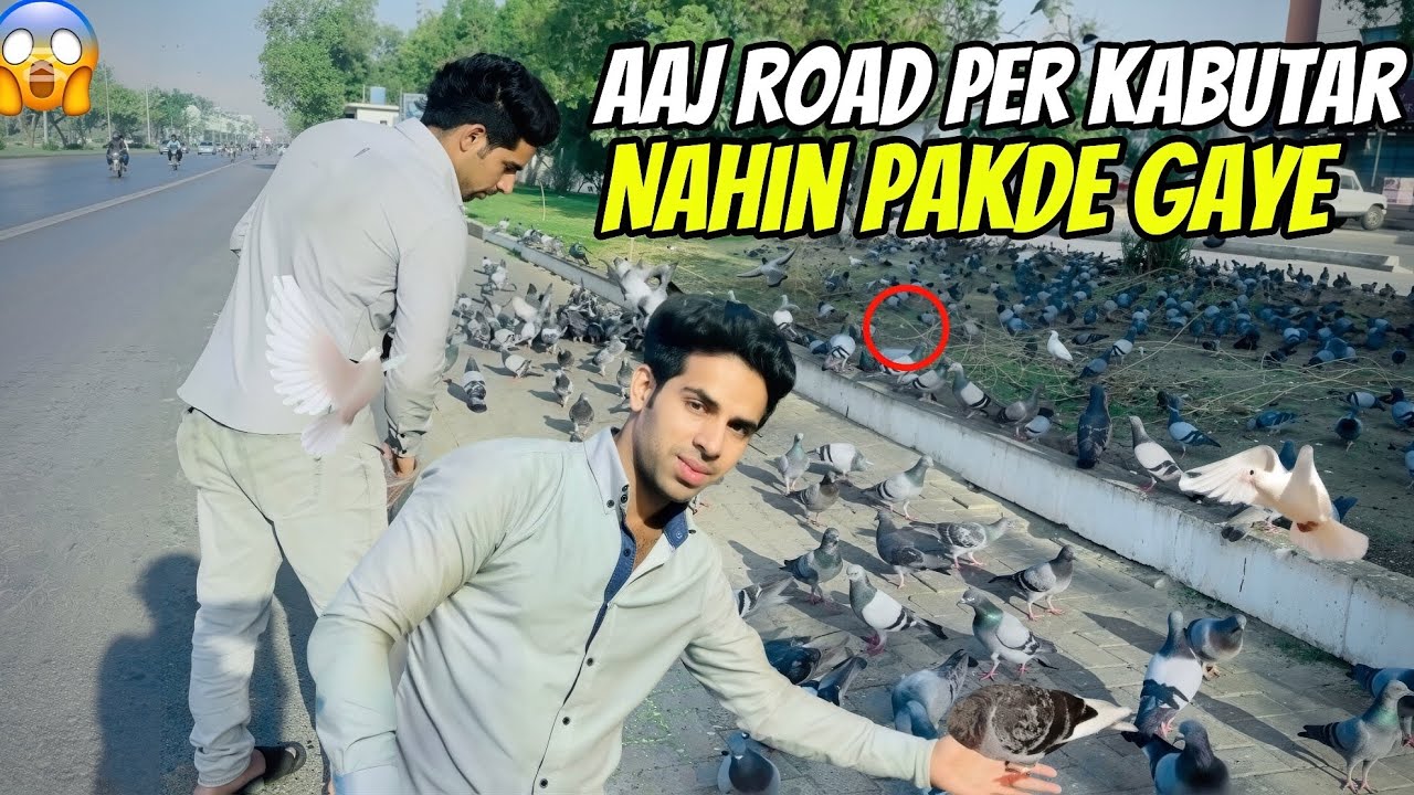 Aaj Road per kabutar Nahin pakde Gaye