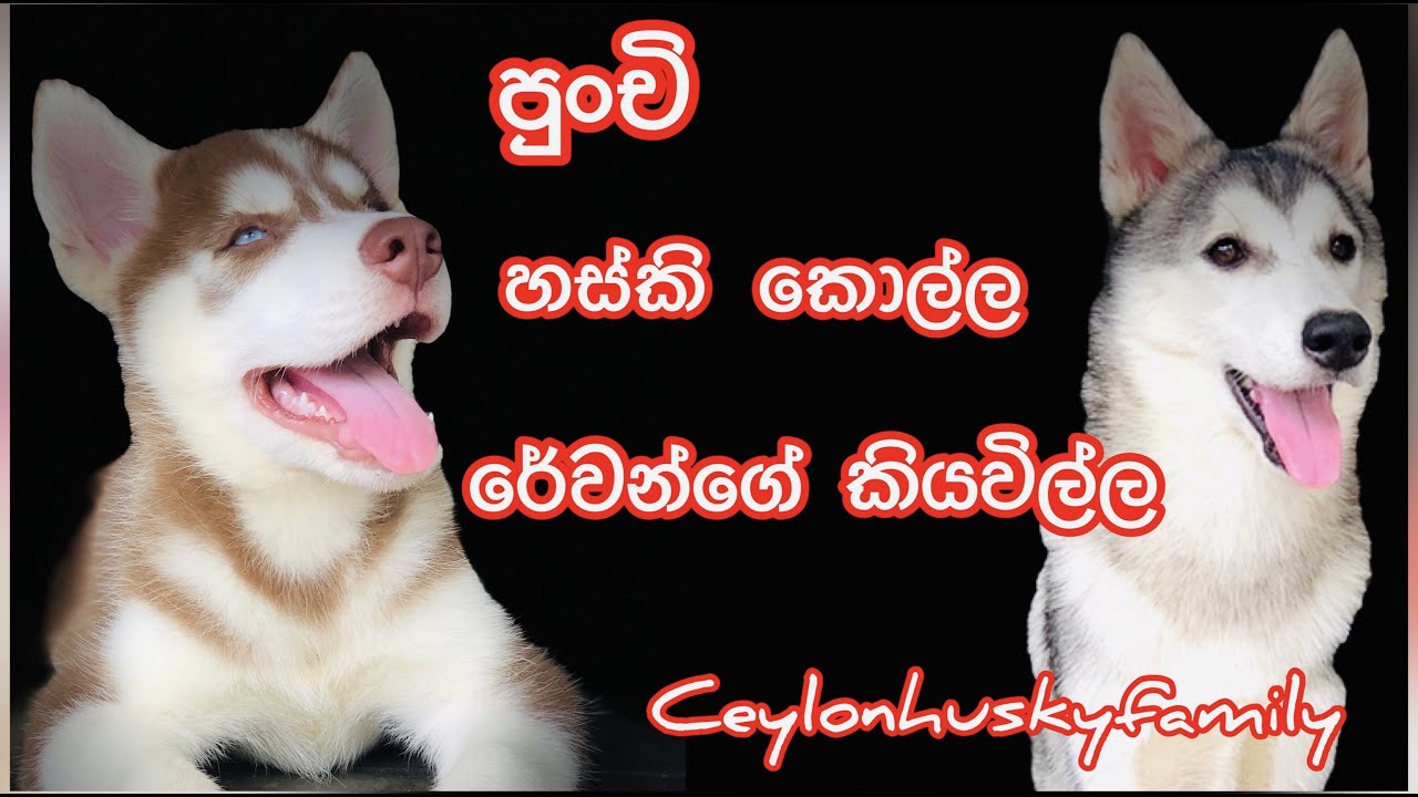 Revan the husky boy❤️රේවන්ගෙයි අකීරගෙයි සතුට අක්ක ගෙදර ආවහම...