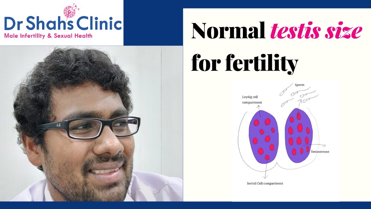 What is the normal testis size for men? Normal testis size for fertility