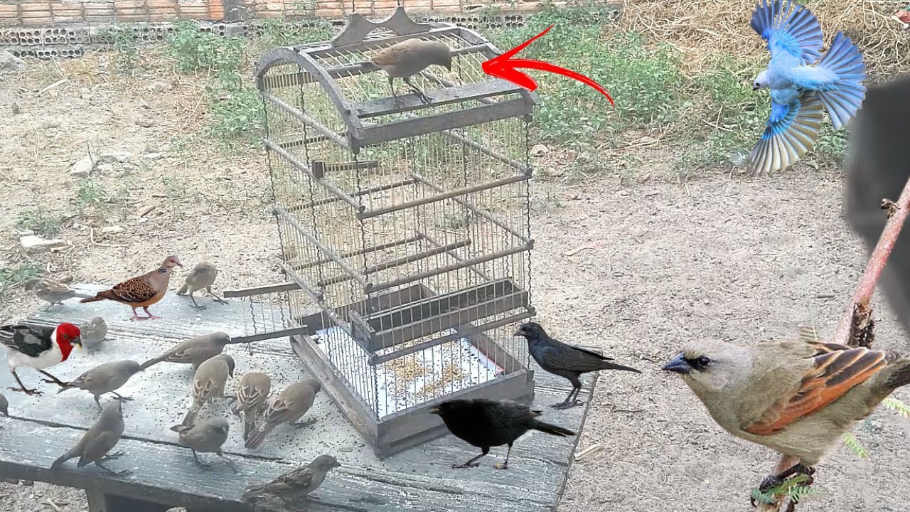 Armadilha Para Pegar Passarinho com Gaiola Vazia Como Pegar Pássaro na Gaiola Net Bird Trap