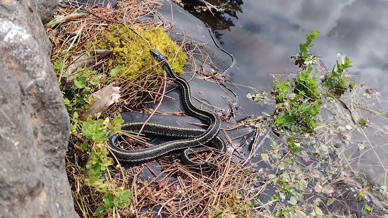 🐍Female Blue-striped Garter Snake at Sister's Wedding💍👰🤵☀️