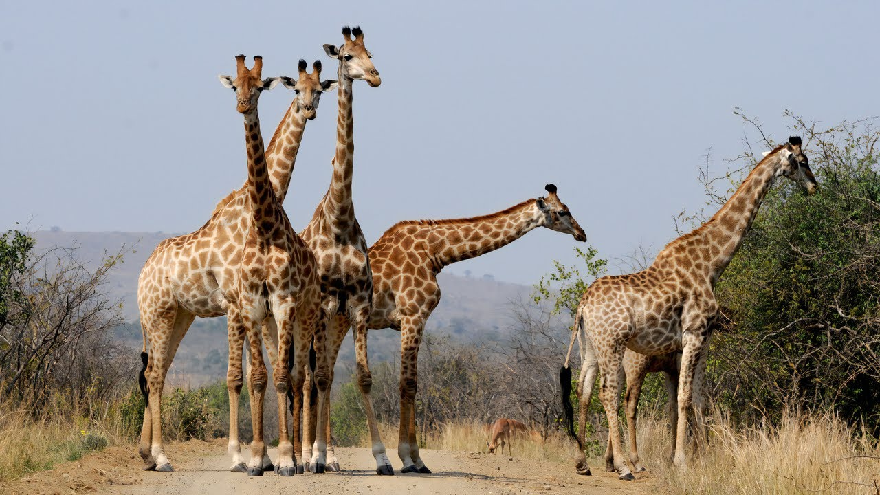 Giraffe Facts you didn't know | Wild African Animals
