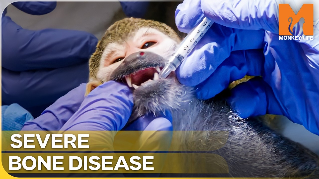 X-Rays Revealed a Heartbreaking Truth |  Monkey Life | Season 16 Episode 14