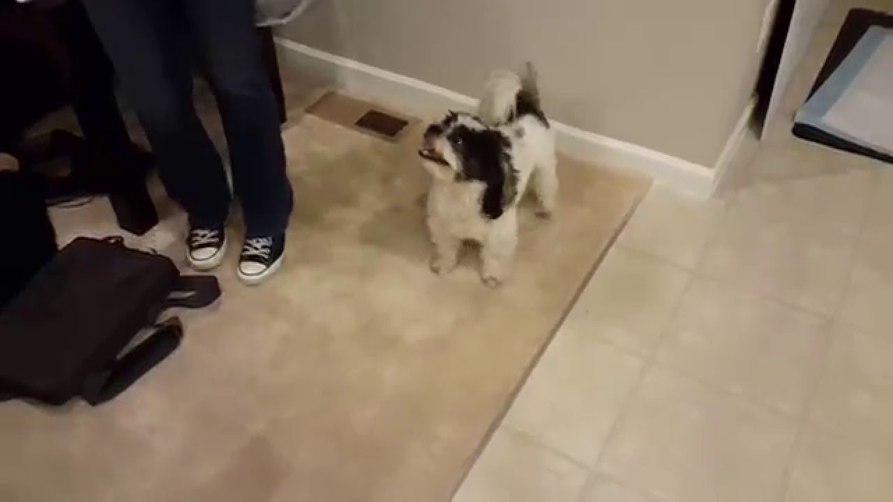 Skippy the Happy Christmas Doggy
