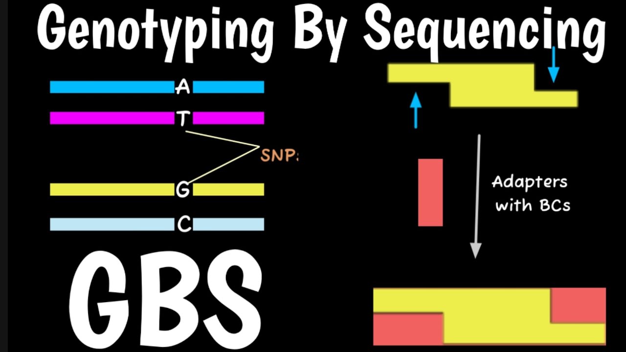 Genotyping By Sequencing | GBS | Sequence Based Genotyping | End To End Sequencing |