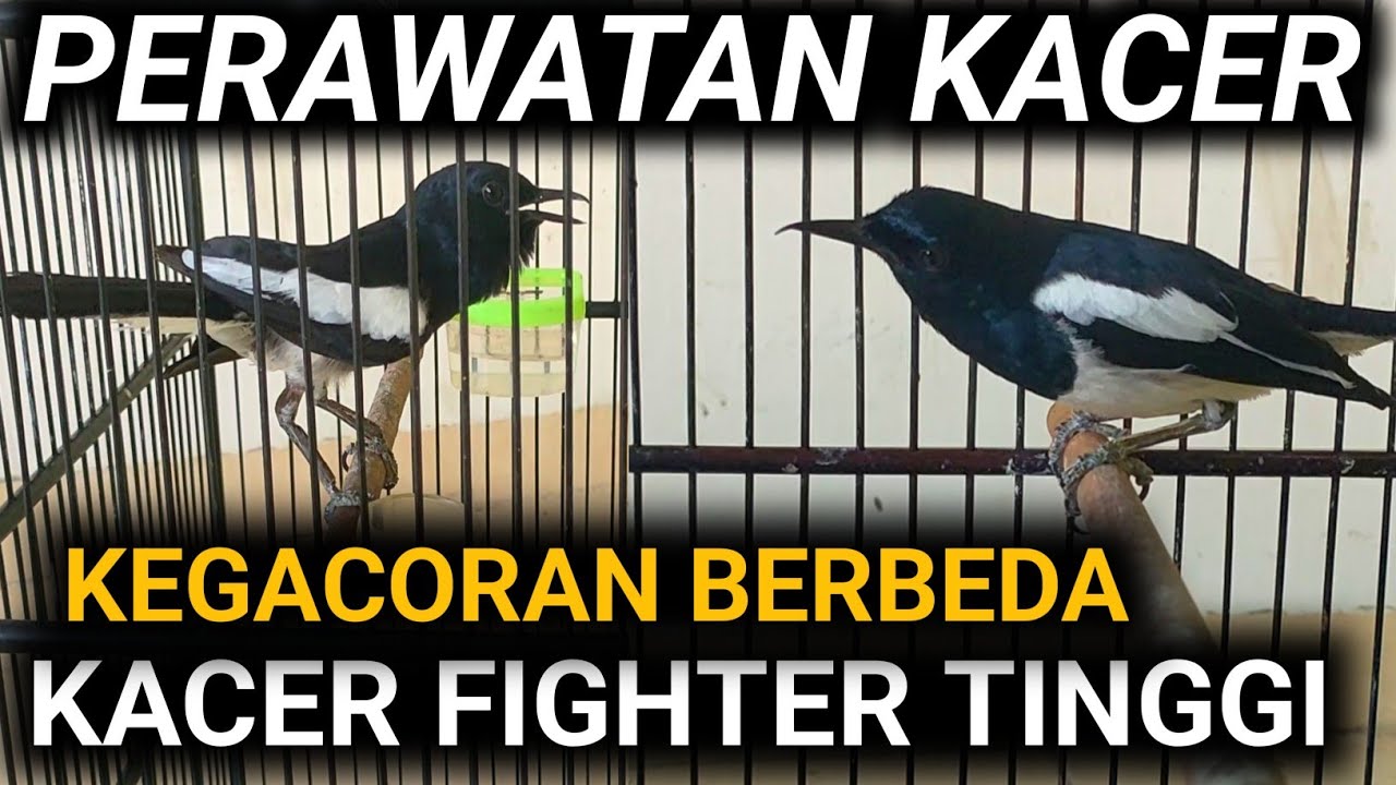 PERAWATAN KACER KACER FIGHTER TINGGI BURUNG KACER LEMES MAU MABUNG