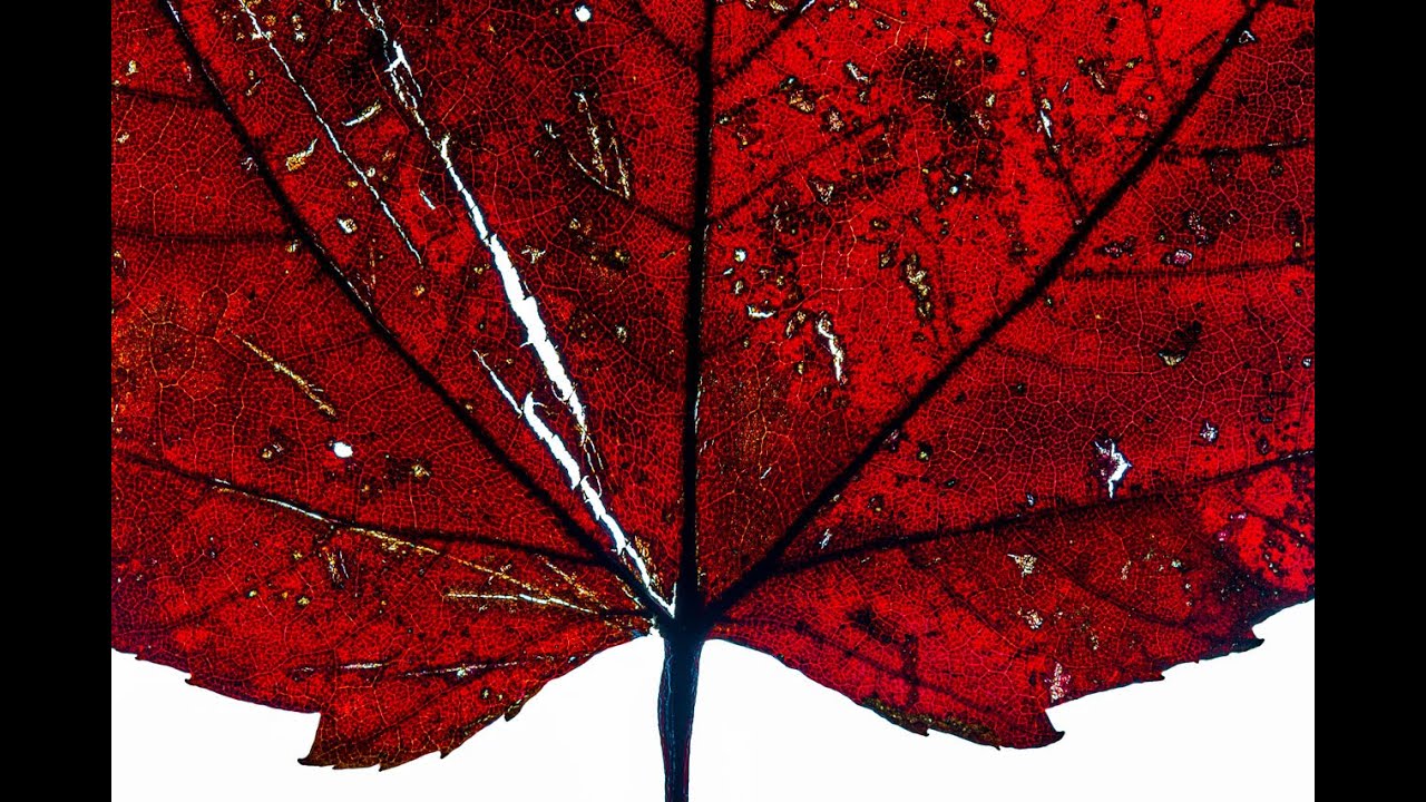 Tattered Autumn Leaves In a Winter Macro Photography Tutorial