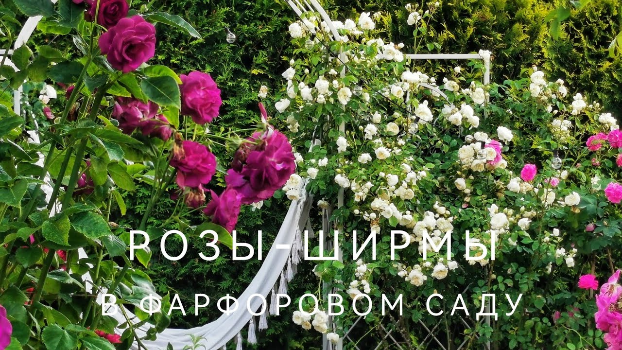 Розы-стены, Розы-ширмы в фарфоровом саду