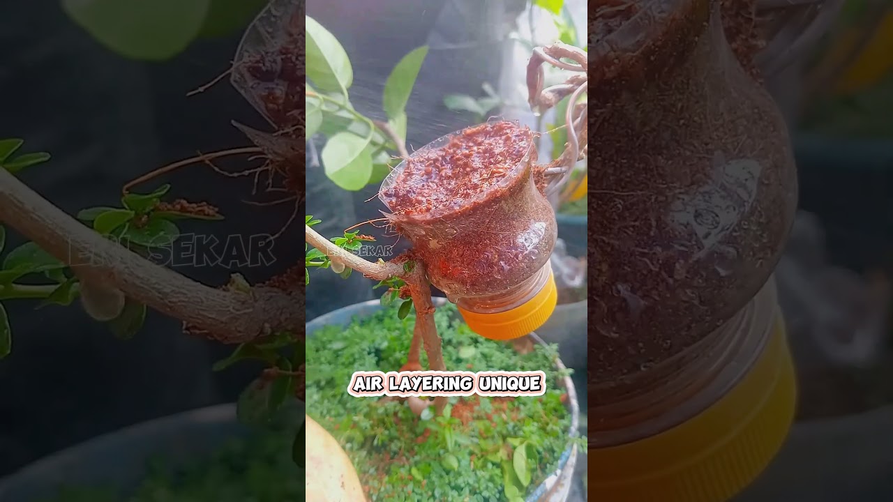 technique unique air layering #premnamicrophyla #bonsaiinspiration #bonsaiideas #graftingtechnique