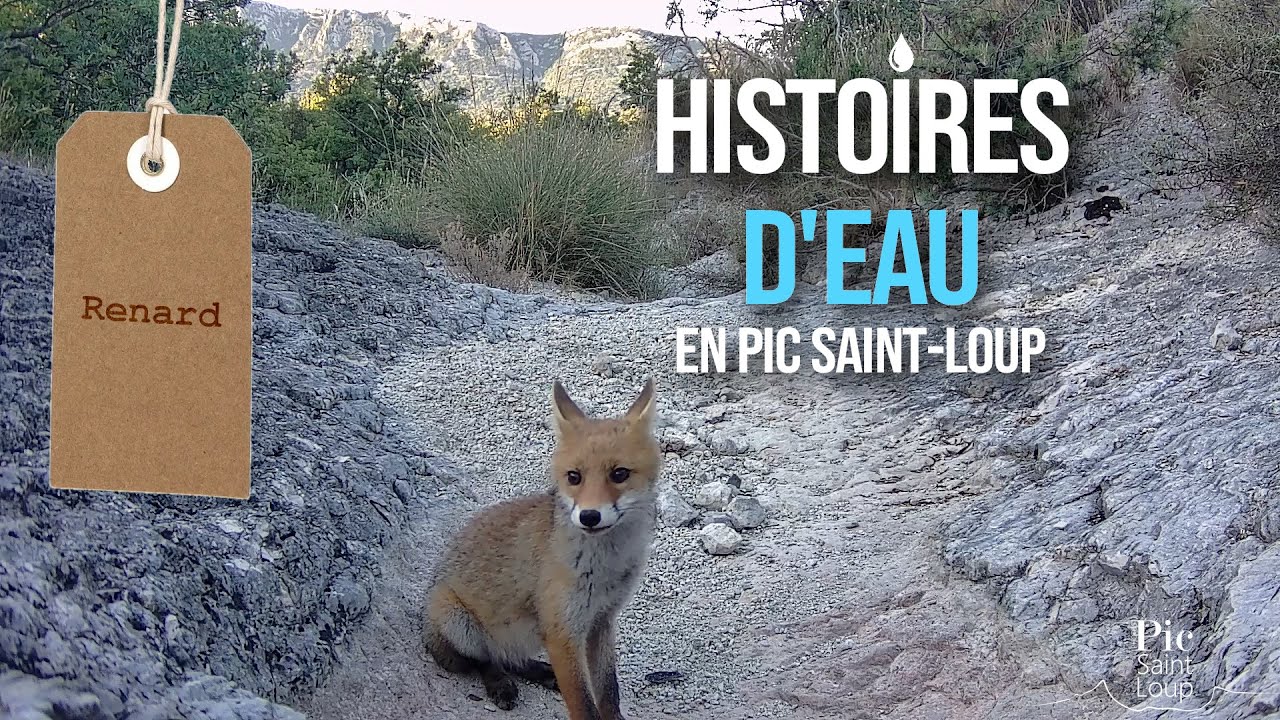 Un été avec la faune sauvage en Pic Saint-Loup