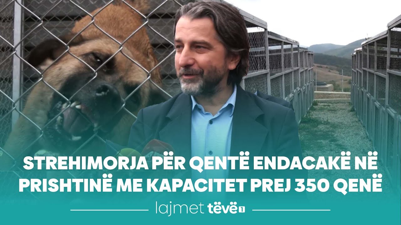 Strehimorja për qentë endacakë në Prishtinë me kapacitet prej 350 qenë