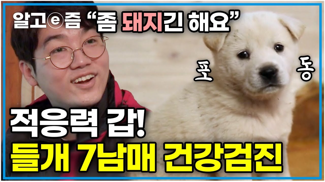 들개 7남매 구조 후 이야기. 사회화 교육을 위해 새끼들을 다시 찾아온 설쌤!│들개 가족을 구하라│세상에 나쁜 개는 없다│알고e즘
