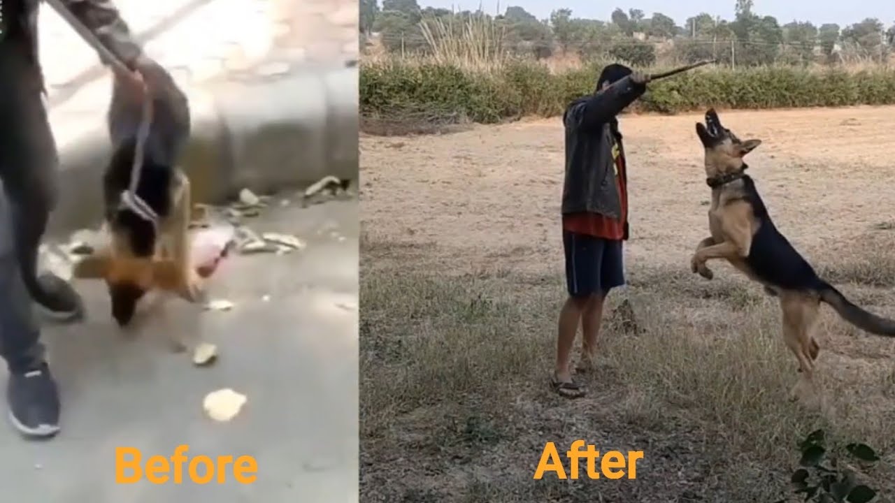 Dog Recovery Story- Young German Shepherd Grows OUT of Rickets - so can your dog! - Pawsitivity