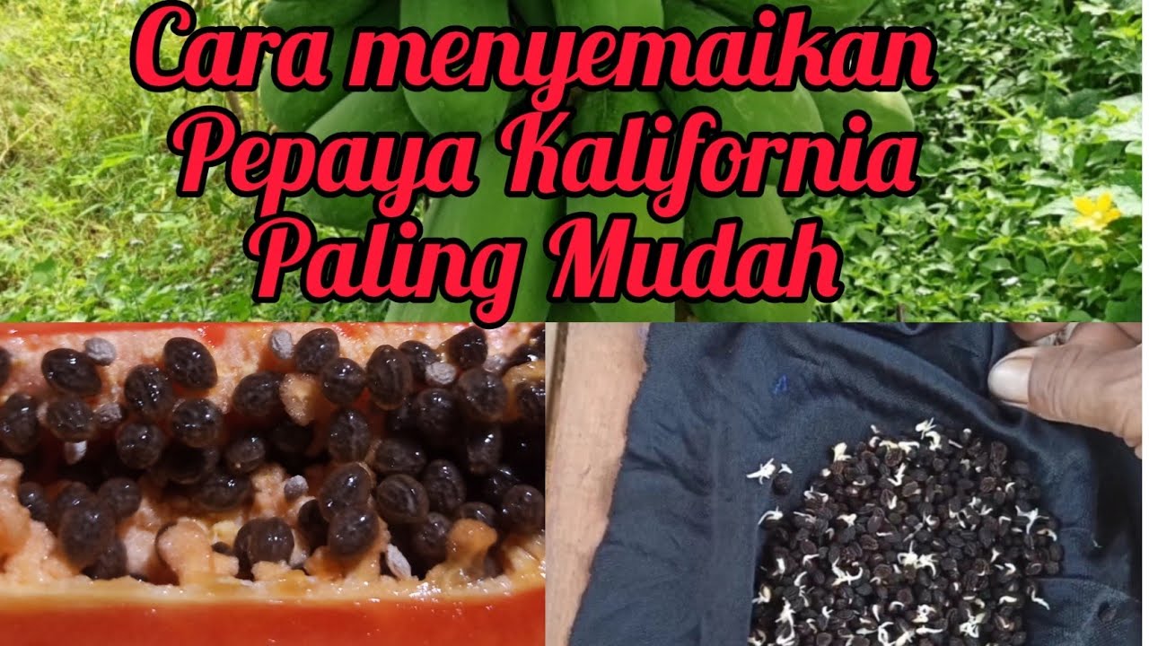 Cara Semai Benih Pepaya California Yang Paling Mudah.