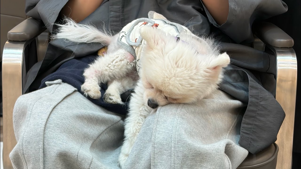 미용실에 굳이 따라온 포메김만두