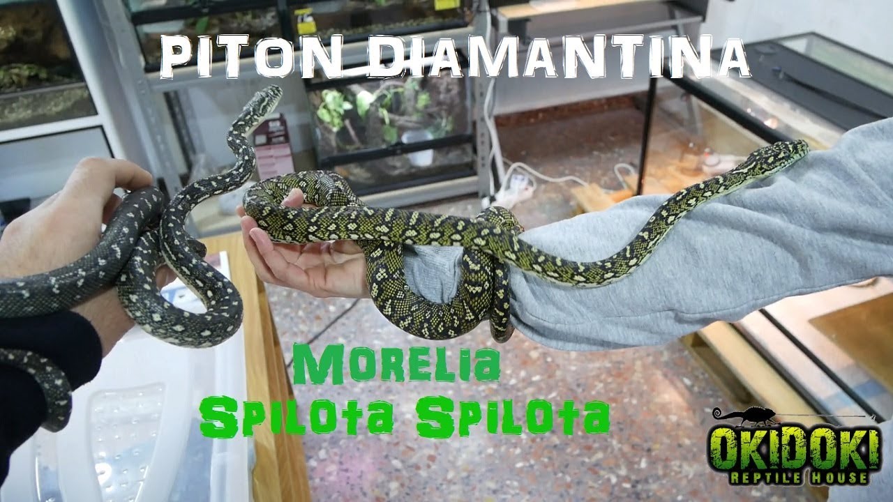 Preciosas PITONES DIAMANTINAS - Morelia Spilota Spilota