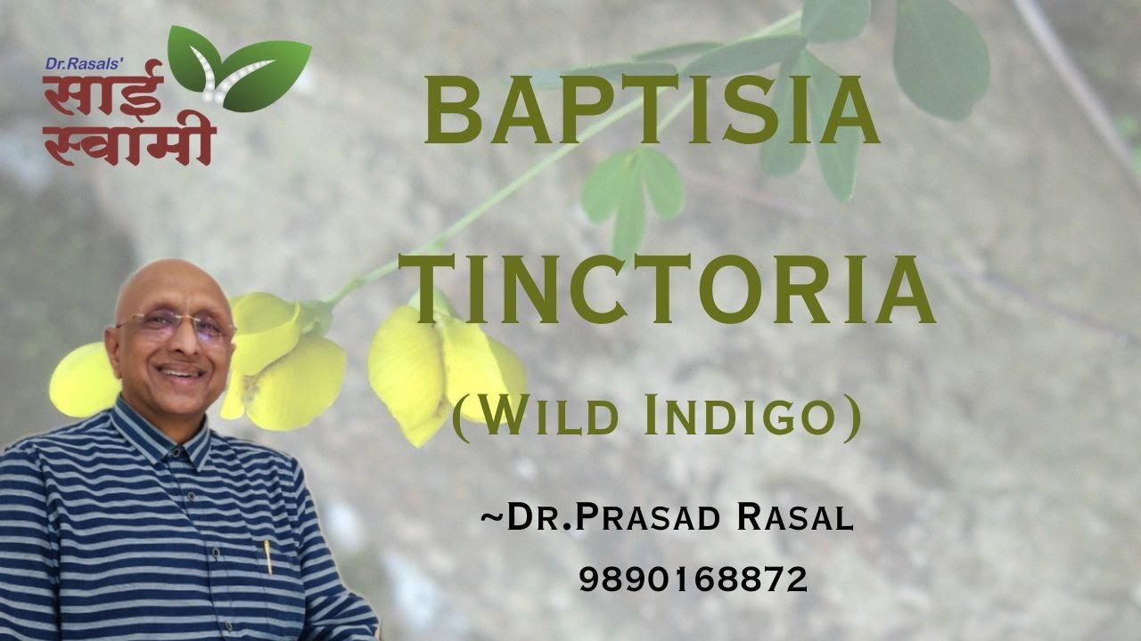 My Experiences with Baptisia Tinctoria...