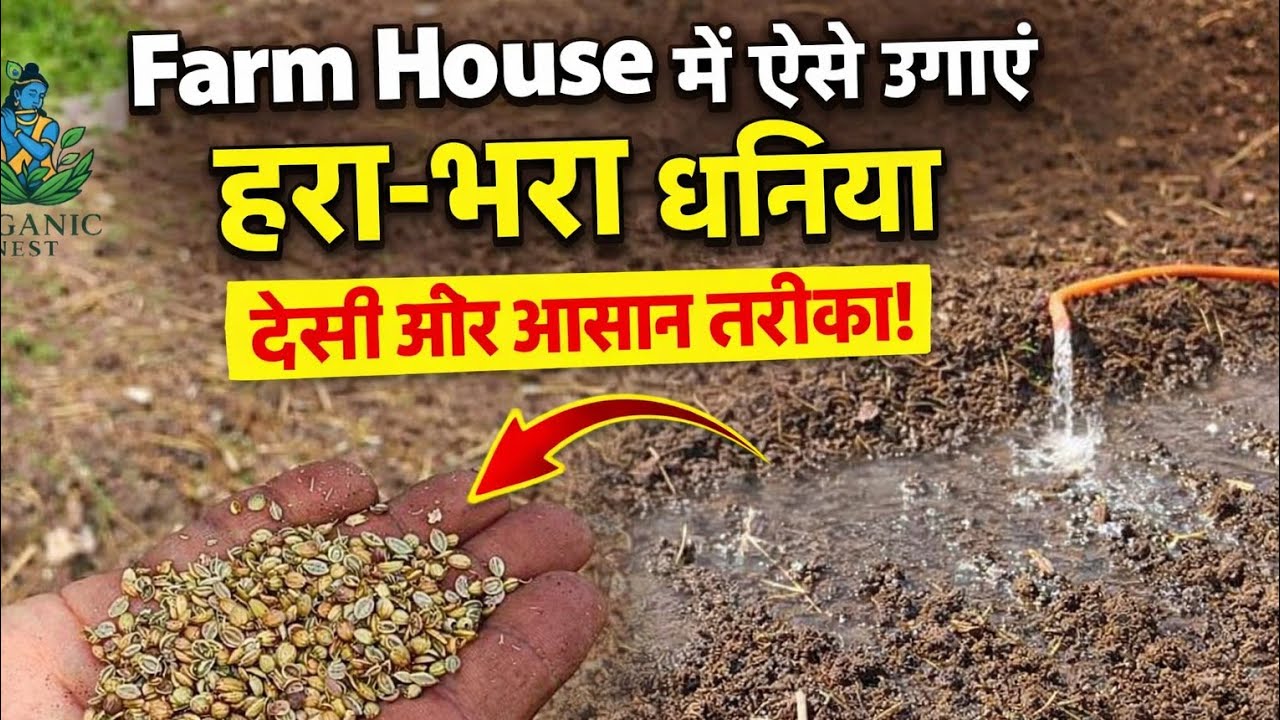 गर्मी में Farm House पर धनिया उगाने का नया देसी तरीका #organicfarming #organic #vegetables