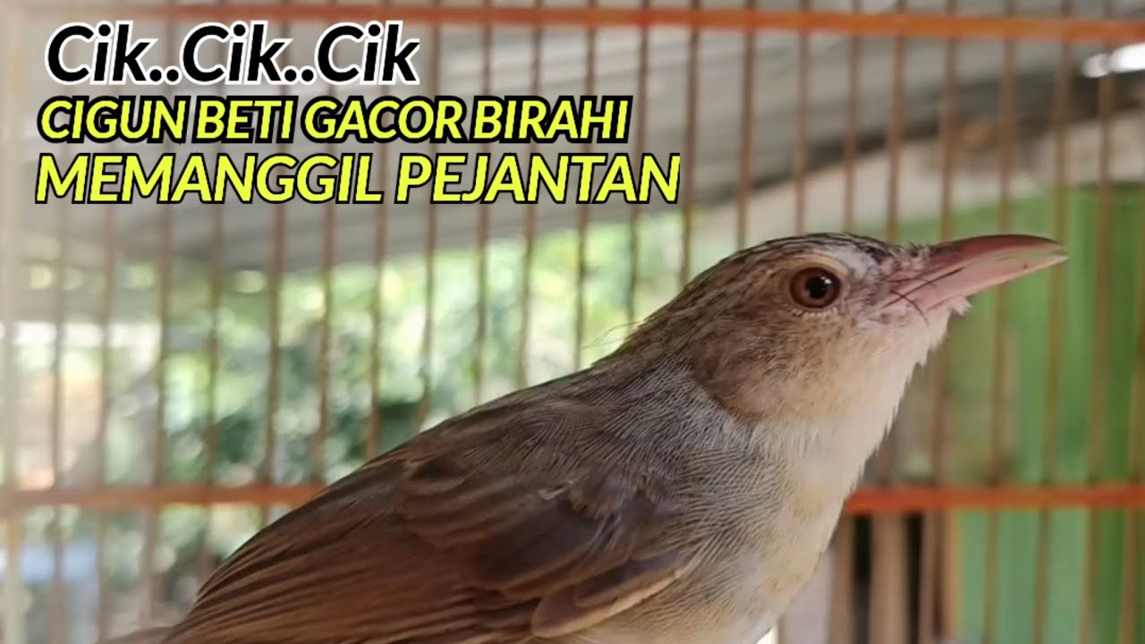 PANCINGAN CIGUN BETINA❗MEMANGGIL JANTAN AGAR CEPAT NYAUT EMOSI DAN  IKUTAN BUNYI