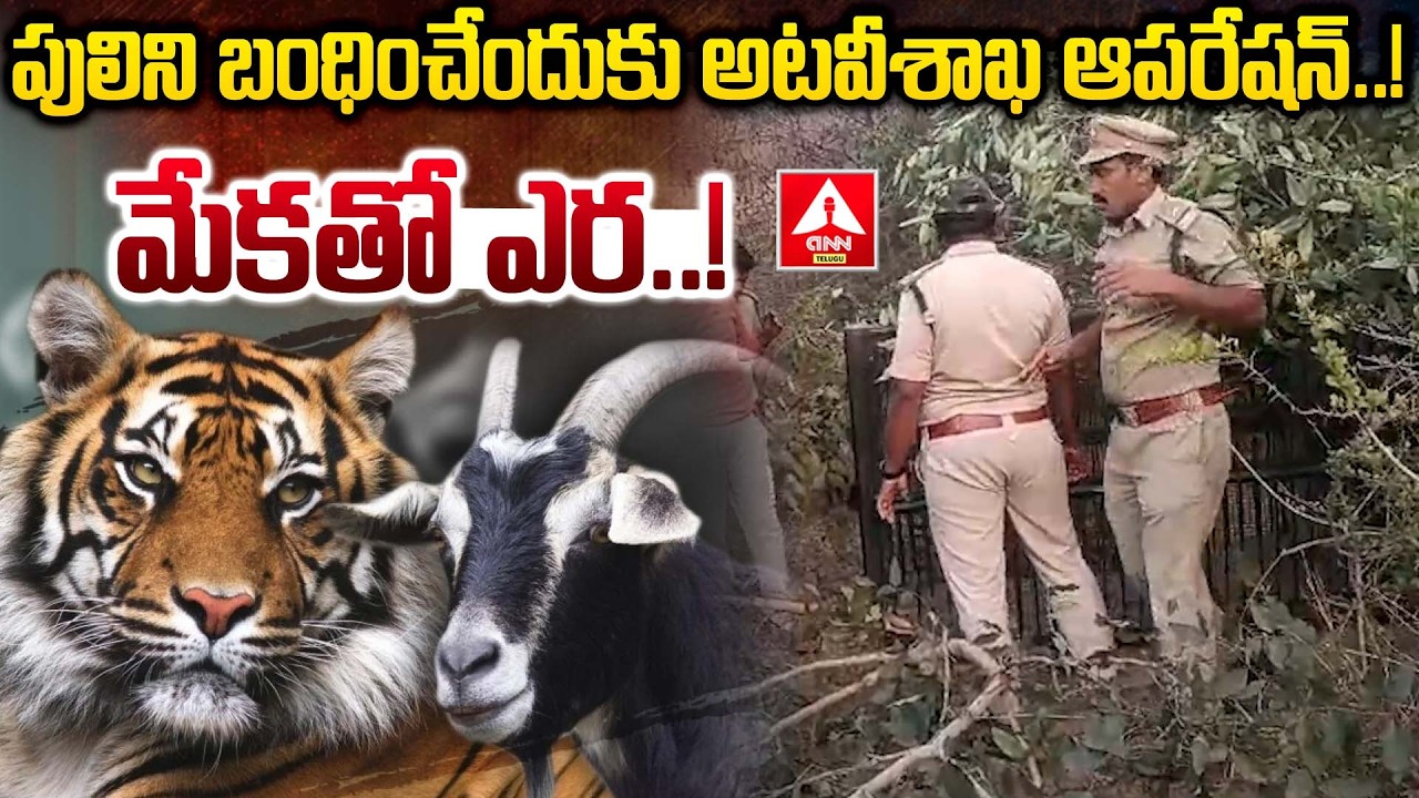 పులిని బంధించేందుకు అటవీశాఖ ఆపరేషన్..మేకతో ఎర..! | Yadadri Bhuvanagiri  | ANN Telugu