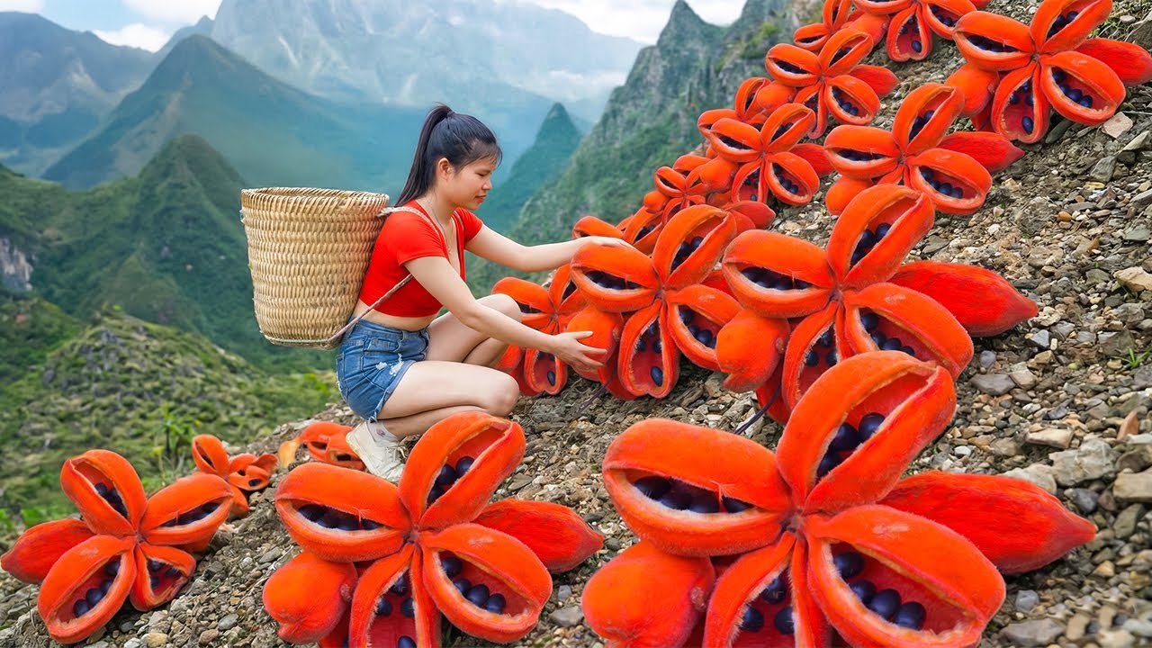 Harvesting 1000+ Giant Mysterious Gizzard Fruit Deep in the Forest, Go to Market Sale