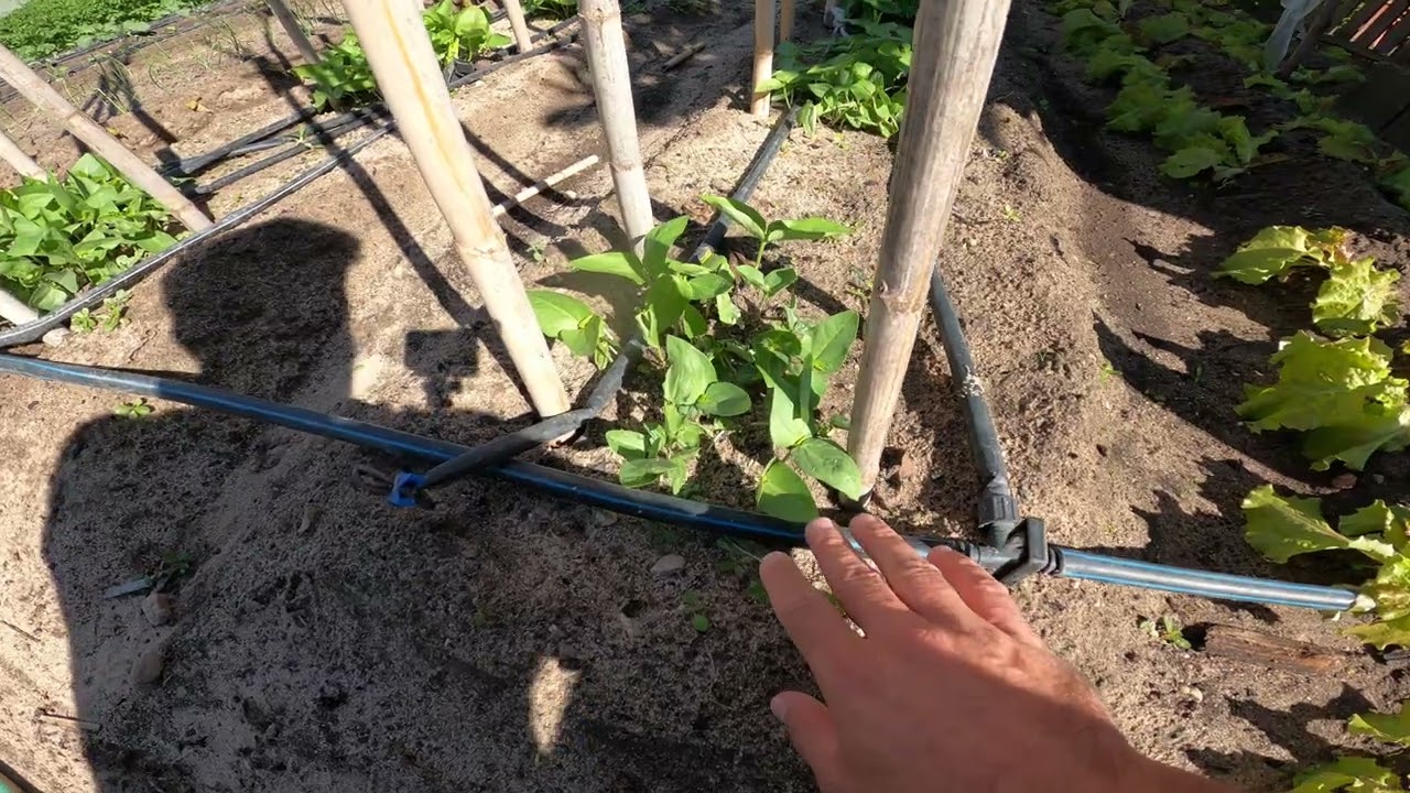 Como o construir um tutor para o FEIJÃO VERDE (de metro)