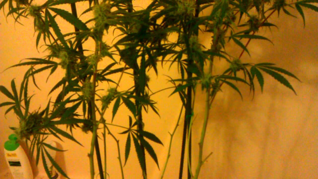 Spicy White Devil at 6 weeks