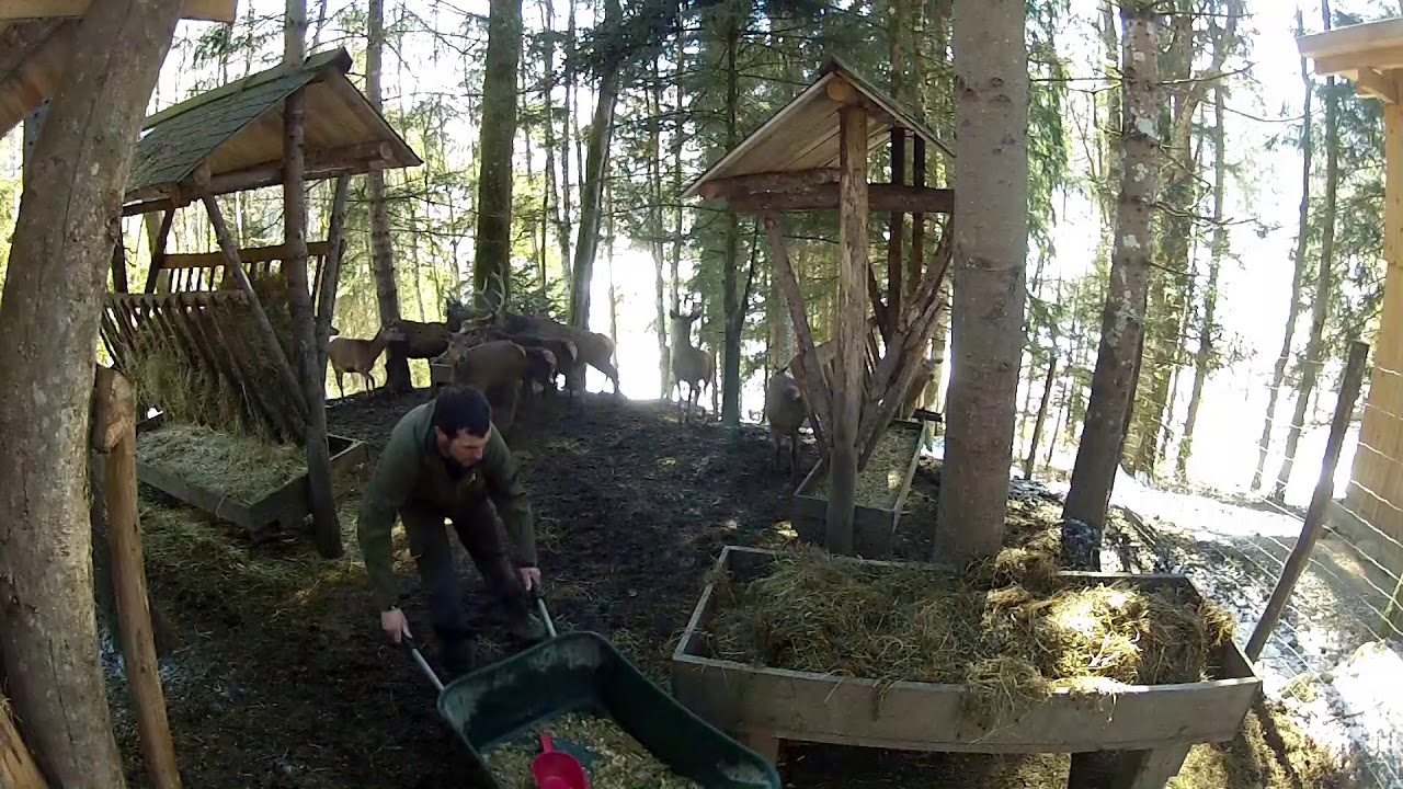 Rotwildspezialitäten Huber - Die Fütterung