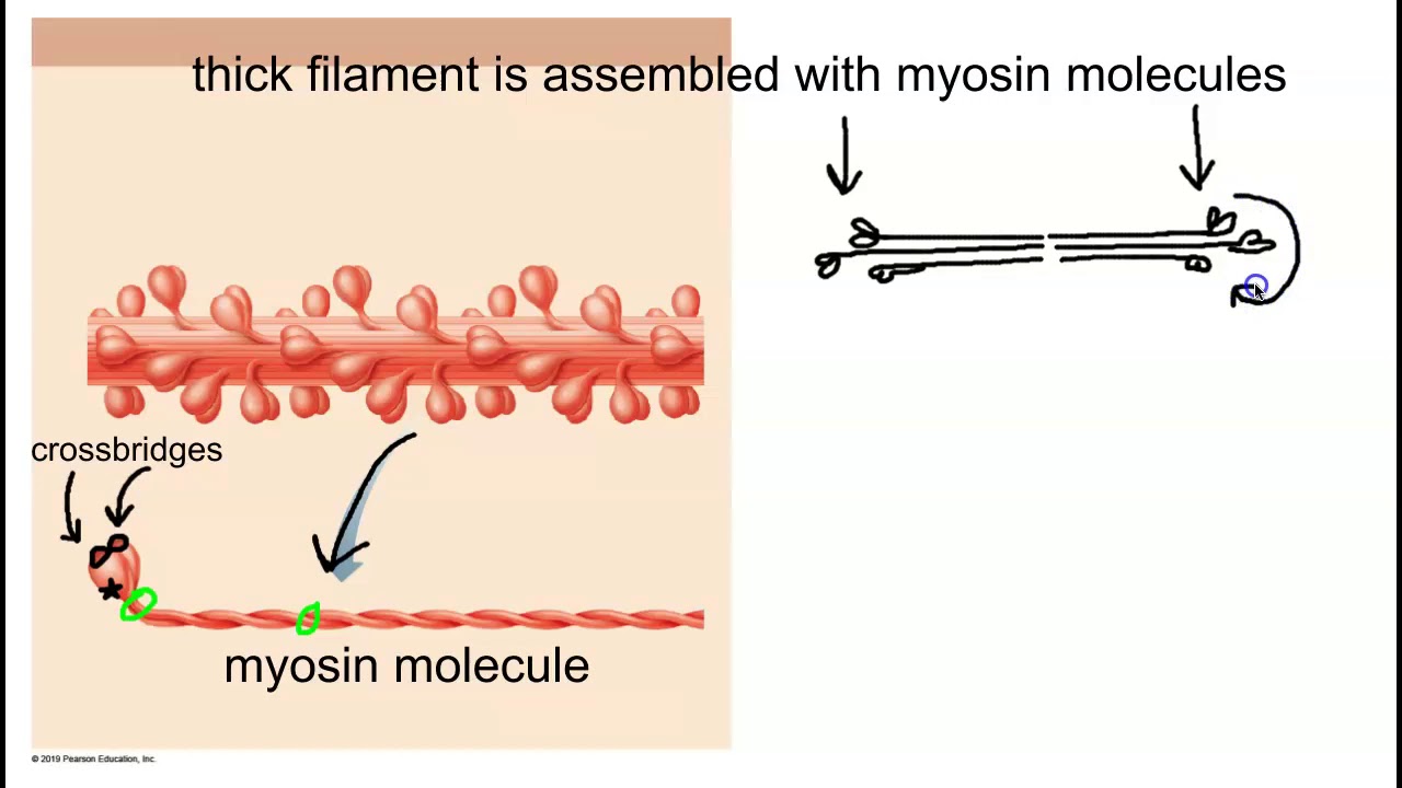 Structure of the Thick Filament