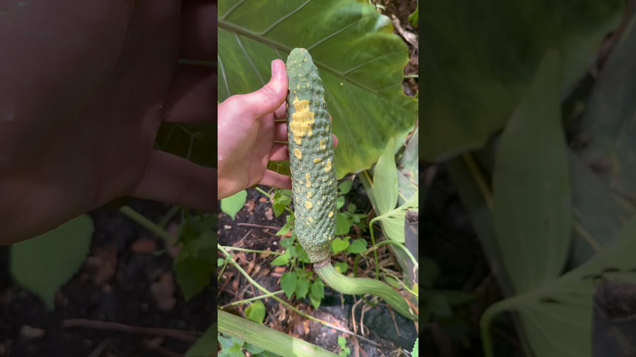 Вы когда-нибудь видели пестрые плоды монстеры?