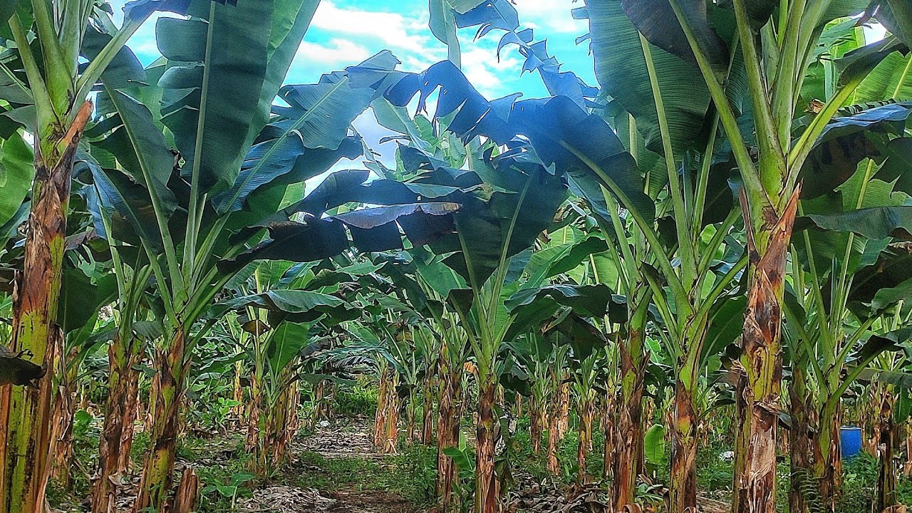 Pokok Pisang sakit | simptom dan cara menghapus Pisang yang dijangkiti