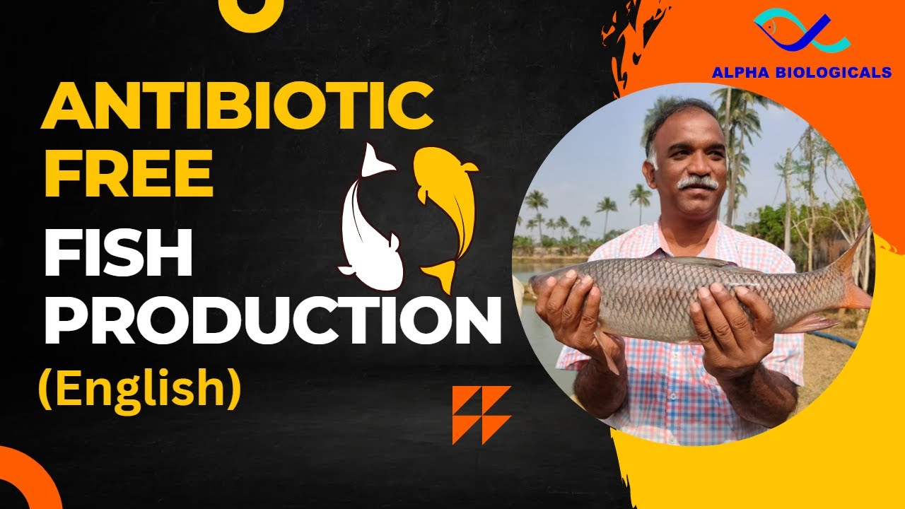 Accomplishing Antibiotic Free Fish Production