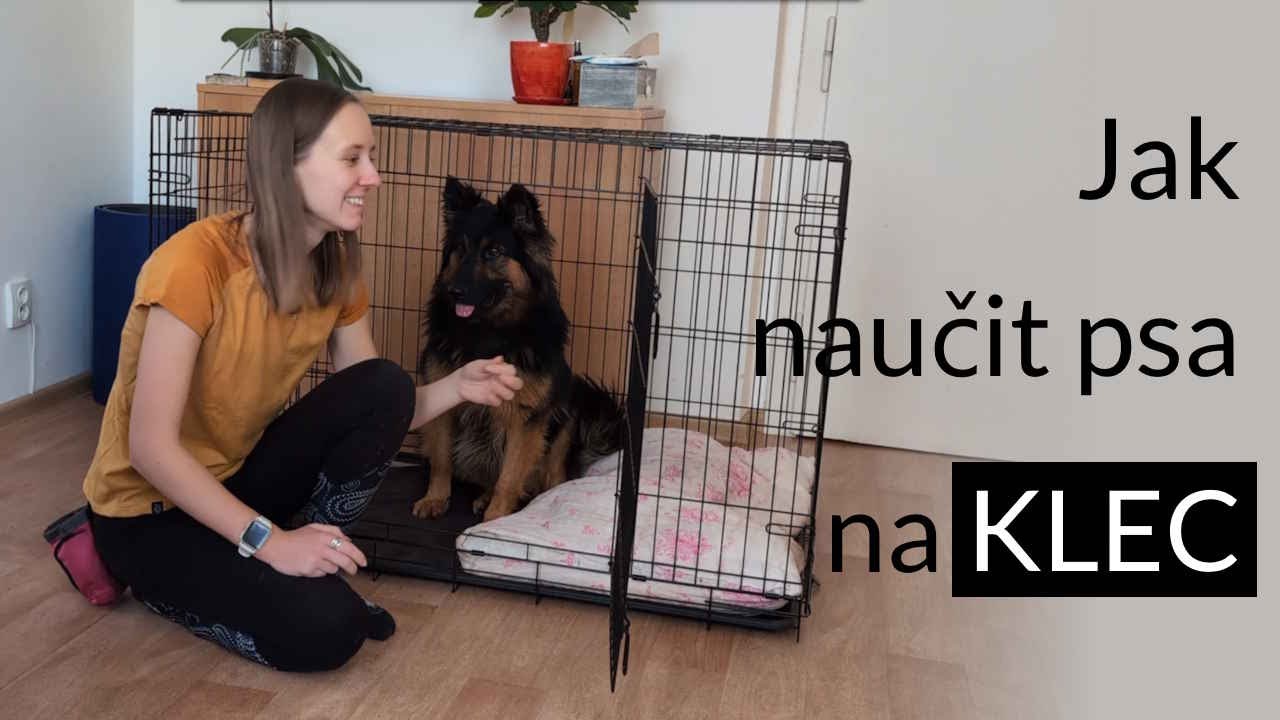 Jak naučit psa na klec a proč je to důležité
