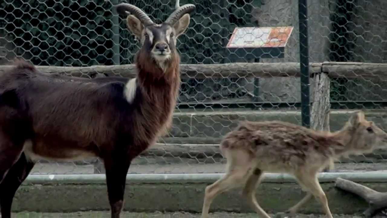 Dello Zoo Che Sarà - Zoo di Napoli