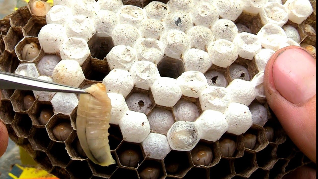 Hornet Yellow Jacket Wasp Nest Removal Swarm