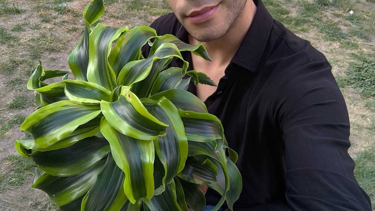 Dracaena Tornado | Fragrans | CUIDADOS y TODO lo que DEBES SABER | Acalli Ruiz 